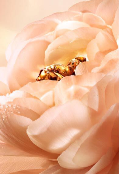 Lancome Absolue The Perpetual Rose for Youth