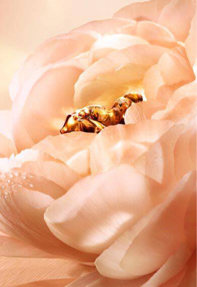 Lancome Absolue The Perpetual Rose for Youth