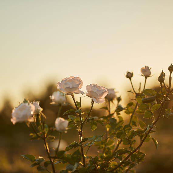 Lancome Perpetual Rose thrives within the South of France