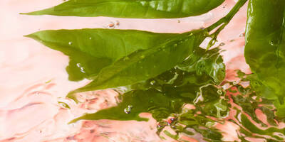 Perfume Ingredients